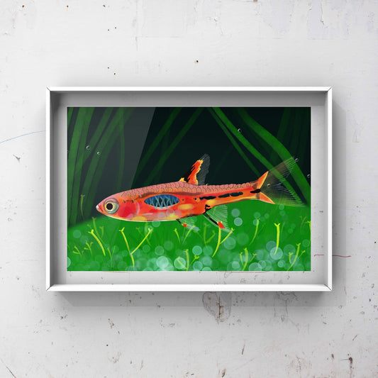 Chilli rasbora