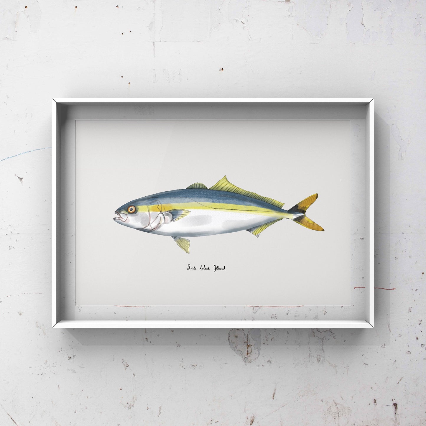 Cape yellowtail