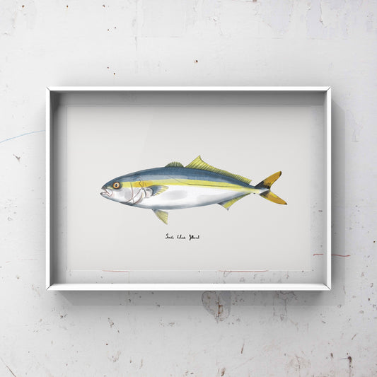 Cape yellowtail