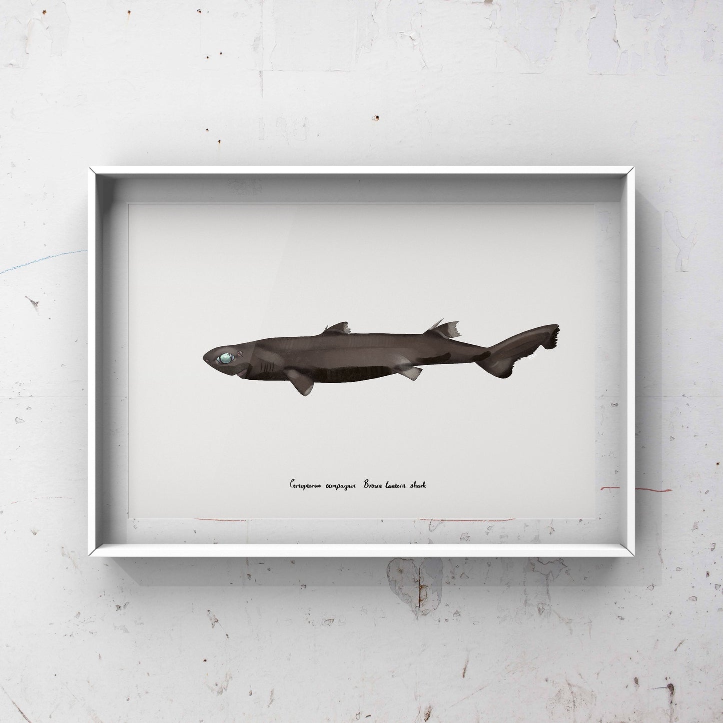 Brown lantern shark